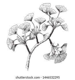 Hand drawn vector botanical illustration of ginkgo biloba branch