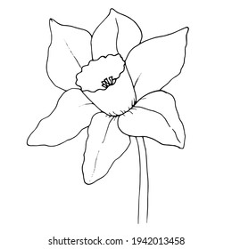 Ilustración botánica del vector dibujado a mano. Objetos aislados en blanco.