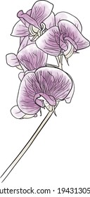 Dibujo manual vectorial de una flor de arveja dulce en forma de acuarela