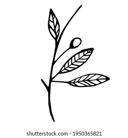 Ilustración botánica del vector dibujado a mano. Objetos aislados en blanco.