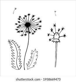 Hand drawn vector botanical illustration. Isolated objects on white.