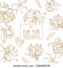 Hand drawn vector botanical illustration. Floral ylang-ylang flower texture. Botanical image for cosmetics, medicine design 