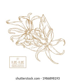Hand drawn vector botanical illustration. Floral ylang-ylang flower texture. Botanical image for cosmetics, medicine design 