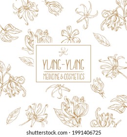 Ilustración botánica del vector dibujado a mano. Flor floral de ylang-ylang. Imagen botánica para cosméticos, diseño de medicina 