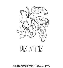 Ilustración de pistachos botánicos vectoriales dibujados a mano. Nueces exóticas con hojas en cáscara. Piezas alimenticias orgánicas de naturaleza saludable. Imágenes de contorno aisladas para diseño, embalaje, menú