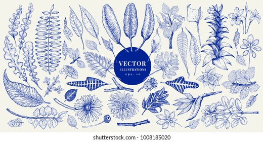 Hand drawn vector botany collection. Retro illustration set with plants leaves and flowers.