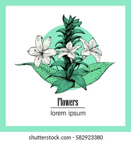 Hand drawn vector botany illustration. Vintage background.