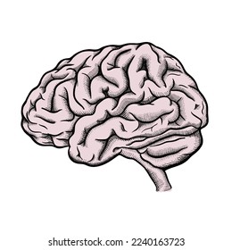 Hand drawn Vector of Brain in color. Engraving Brain illustration from side view isolated on white background.