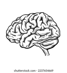 Hand drawn Vector of brain. Engraving brain illustration in top view isolated on white background.