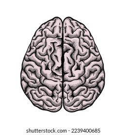 Hand drawn Vector of brain. Engraving brain illustration in top view isolated on white background.