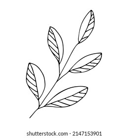 Hand drawn vector branch clipart. Herb illustration isolated on white background. Botanical doodle for print, web, design, decor, logo.