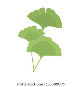 Hand drawn vector branch of ginkgo biloba isolated on white background