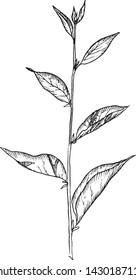 Hand drawn vector branch. White background. Isolated. Monochrome engraving technique.