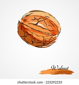 Hand drawn vector brown walnut on light background