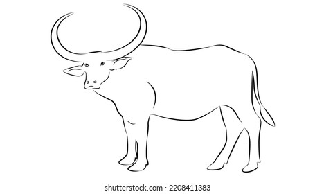  Hand drawn vector buffalo sketch illustration set. Isolated on white background.vector isolated buffalo with black color design illustration
