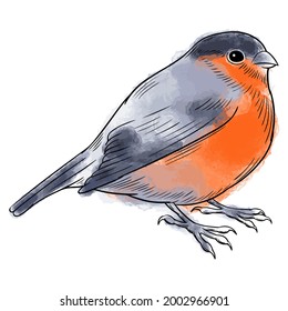 Hand drawn vector of bulfinch isolated on white. Stock illustration of small colorful forest bird.