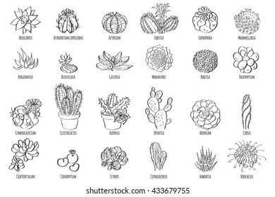 Hand drawn vector cactus set.