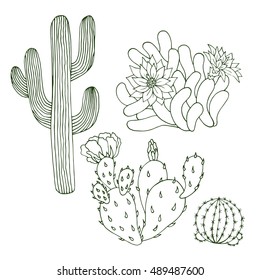 Hand drawn vector cactus set. Plant mexican nature, flora exotic illustration