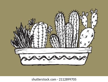 Hand drawn vector cactus and succulent illustration. Black and white housplants sketch.  