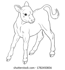 Hand drawn vector of calf isolated on white background for coloring page. Black and white  stock illustration of baby cow for coloring book.