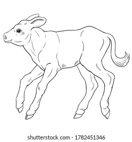 Hand drawn vector of calf isolated on white background for coloring page. Black and white  stock illustration of baby cow for coloring book.