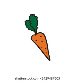 Hand drawn vector carrot vegetable illustration