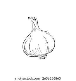 Desenhado à mão cartoon vetorial de um bulbo de alho, ideal para usos culinários, receitas orgânicas, ou gráficos de saúde de ervas