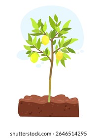Hand drawn vector cartoon illustration of Lemon tree bush with harvest in soil, citrus fruit tree for packaging of sweets, food, lemonade design, educational purposes, gardening or summer fresh theme 