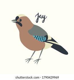 Hand drawn vector cartoon jay isolated on white background 