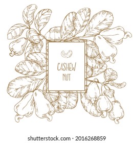 Hand drawn vector cashew nut cores and branch sketch illustration with leaves. Healthy nature organic food, in a shell. Isolated images for design, packaging, menu