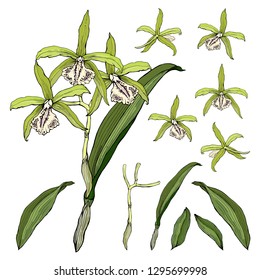Hand drawn vector of cattleya orchid isolated on white. Different color, elements for floral season design