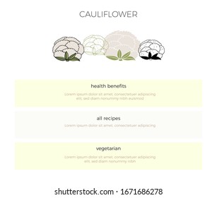 Hand drawn vector cauliflower. A template with vegetables. Healthy nutrition, vegetarians, vegans. Farm fresh products for restaurant menu, market label, grocery store identity.