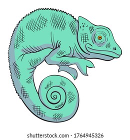 Hand drawn vector of chameleon isolated on white background. Stock illustration of colorful lizard.