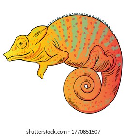Hand drawn vector of chameleon isolated on white background. Stock illustration of colorful lizard.