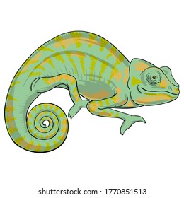 Vector dibujado a mano de camaleón aislado sobre fondo blanco. Ilustración de colorido lagarto.