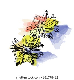 Hand drawn vector chrysanthemum. Sketch on watercolor background.