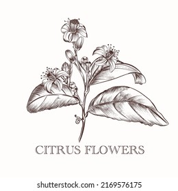 Hand drawn vector citrus flowers in vintage style