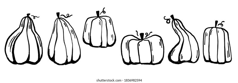 Dibujo manual del clip vectorial de la calabaza. Página del libro de coloreado para Halloween. Colorido de la página. Ilustración de dibujos animados en blanco y negro.
