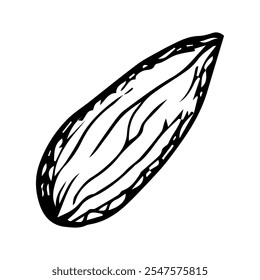 Hand drawn vector clip art of single cardamom pod, almond kernel with detailed black outline. Perfect for culinary, herbal and natural designs, highlighting spice, flavor and organic beauty