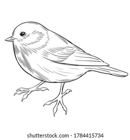 Hand drawn vector of coal tit isolated on white background for coloring page. Black and white  stock illustration of bird for coloring book.