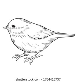 Hand drawn vector of coal tit isolated on white background for coloring page. Black and white  stock illustration of bird for coloring book.