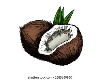 Hand drawn vector coconut. One and a half.