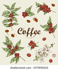 Hand drawn vector coffee plant and coffee beans. Vintage style. 