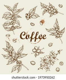 Hand drawn vector coffee plant and coffee beans. Vintage style.