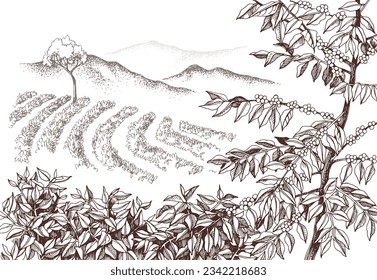 Plantación de café vector dibujada a mano