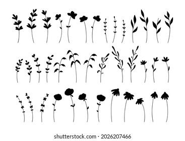 Colección vectorial a mano de siluetas botánicas aisladas sobre fondo blanco. Flores vectoriales y ramas para el diseño de la decoración. Elementos florales de Boho. Vector con hierbas y plantas silvestres