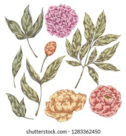 Hand drawn vector collection of flower peony. Best for DIY decorative collection