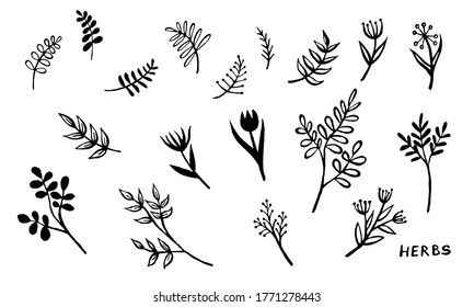 Hand drawn vector collection of herbs. Doodle floral element. Spring and summer symbol. Contour otline drawing of simple black twigs and flowers