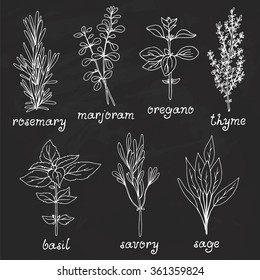 Hand drawn vector collection of herbs: rosemary, marjoram, oregano, basil, sage, savory, thyme on chalkboard background