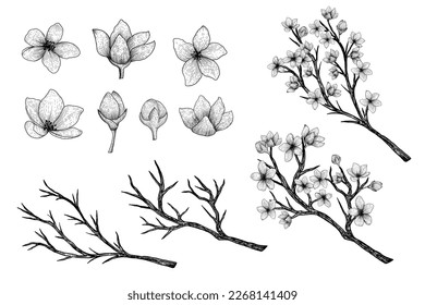 hand drawn vector collection of sakura branches and flowers